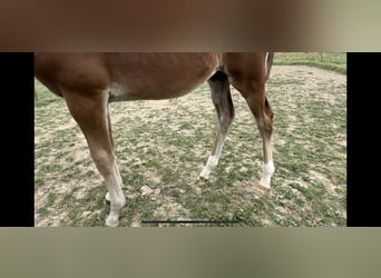 Oldenburg-International (OS), Stallion, 3 years, 16.1 hh, Brown