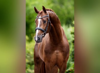 Oldenburg-International (OS), Stallion, 3 years, 16.1 hh, Chestnut-Red