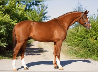 Oldenburg-International (OS), Stallion, 3 years, 16.1 hh, Chestnut-Red