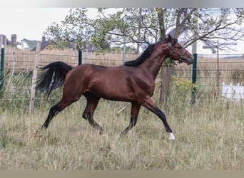 Oldenburg-International (OS), Stallion, 3 years, 16.2 hh, Brown
