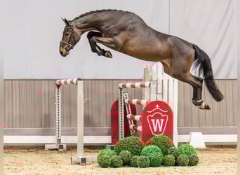 Oldenburg-International (OS), Stallion, 3 years, 16,2 hh, Bay-Dark