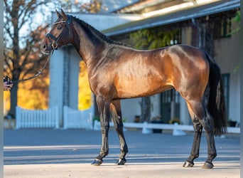 Oldenburg-International (OS), Stallion, 3 years, 16,2 hh, Bay-Dark