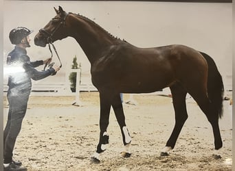 Oldenburg-International (OS), Stallion, 3 years, 16,2 hh, Brown