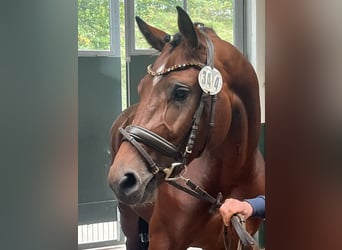 Oldenburg-International (OS), Stallion, 3 years, 16,2 hh, Brown