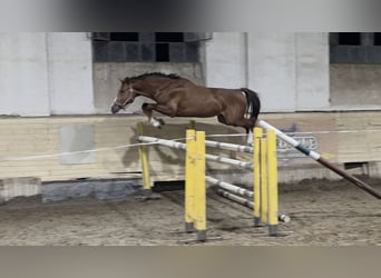 Oldenburg-International (OS), Stallion, 3 years, 17.1 hh, Chestnut