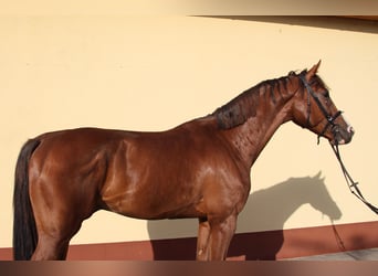 Oldenburg-International (OS), Stallion, 3 years, 17.1 hh, Chestnut