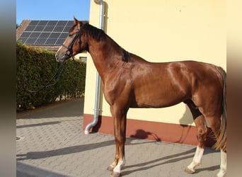Oldenburg-International (OS), Stallion, 3 years, 17.1 hh, Chestnut