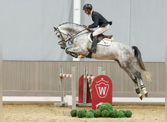 Oldenburg-International (OS), Stallion, 4 years, 16.1 hh, Grey