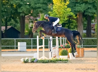 Oldenburg-International (OS), Stallion, 4 years, 16.2 hh, Bay-Dark
