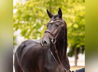 Oldenburg-International (OS), Stallion, 4 years, 16.2 hh, Bay-Dark