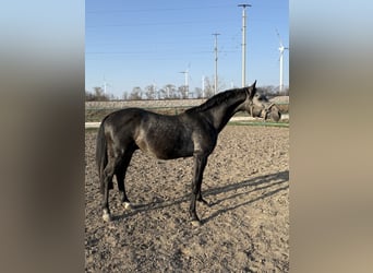 Oldenburg-International (OS), Stallion, 4 years, 16 hh, Can be white