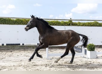 Oldenburg-International (OS), Stallion, 5 years, 16.2 hh, Bay-Dark