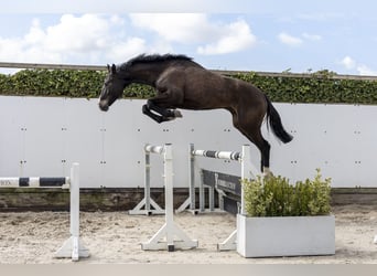 Oldenburg-International (OS), Stallion, 5 years, 16,2 hh, Bay-Dark