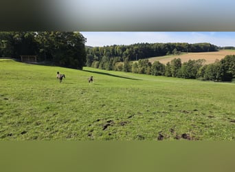 Oldenburg-International (OS), Stallion, Foal (06/2025), 13.1 hh, Bay-Dark Oldenburg-International (OS), Stallion, Foal (06/2025), 13.1 hh, Bay-Dark