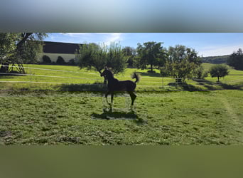 Oldenburg-International (OS), Stallion, Foal (04/2025), 13,1 hh, Bay-Dark