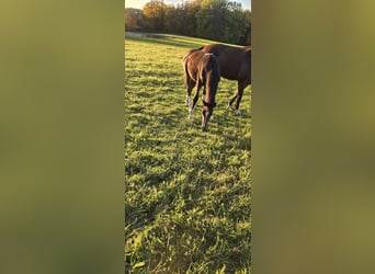 Oldenburg-International (OS), Stallion, Foal (06/2025), 13,1 hh, Bay-Dark
