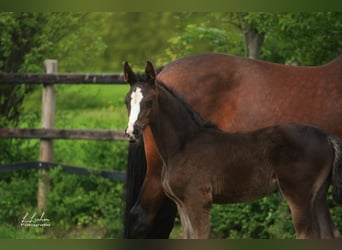 Oldenburg-International (OS), Stallion, Foal (04/2026), 16.1 hh, Black