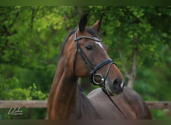 Oldenburg-International (OS), Stallion, Foal (04/2026), 16.1 hh, Brown