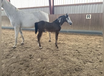 Oldenburg-International (OS), Stallion, Foal (06/2026), 16.1 hh, Grey
