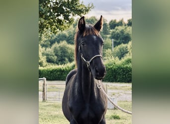 Oldenburg-International (OS), Stallion, Foal (05/2026), 16.2 hh, Black
