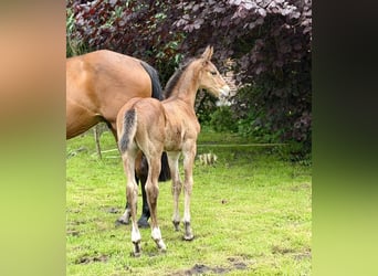 Oldenburg-International (OS), Stallion, Foal (05/2026), 16.2 hh, Brown