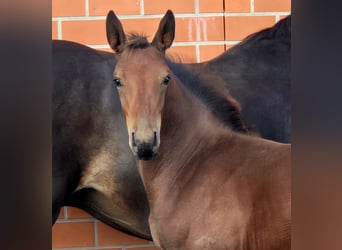 Oldenburg-International (OS), Stallion, Foal (06/2025), 16.2 hh, Brown Oldenburg-International (OS), Stallion, Foal (06/2025), 16.2 hh, Brown