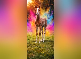 Oldenburg-International (OS), Stallion, Foal (06/2026), 16.2 hh, Chestnut