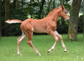Oldenburg-International (OS), Stallion, Foal (04/2026), 16.3 hh, Chestnut-Red