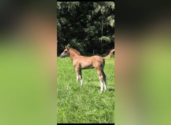 Oldenburg-International (OS), Stallion, Foal (06/2026), 16.3 hh, Chestnut