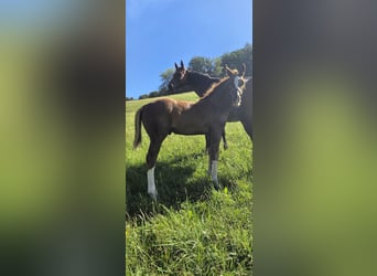 Oldenburg-International (OS), Stallion, Foal (06/2026), 16.3 hh, Chestnut