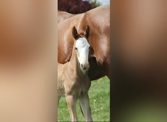 Oldenburg-International (OS), Stallion, , 16,1 hh, Chestnut-Red