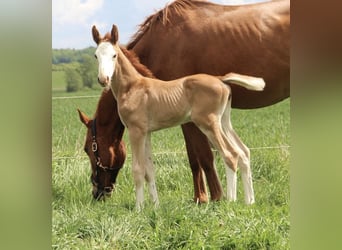 Oldenburg-International (OS), Stallion, , 16,1 hh, Chestnut-Red