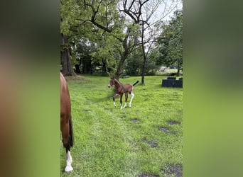 Oldenburg-International (OS), Stallion, , 16,2 hh, Brown