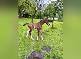 Oldenburg-International (OS), Stallion, , 16,2 hh, Brown