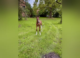 Oldenburg-International (OS), Stallion, , 16,2 hh, Brown