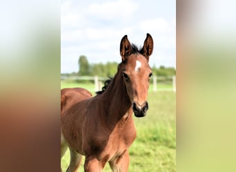 Oldenburg-International (OS), Stallion, , 16,2 hh, Brown