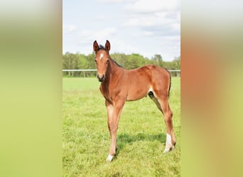 Oldenburg-International (OS), Stallion, , 16,2 hh, Brown