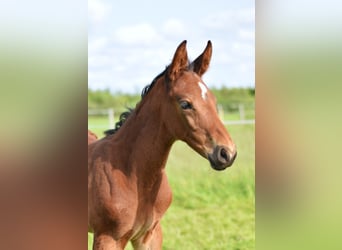 Oldenburg-International (OS), Stallion, , 16,2 hh, Brown