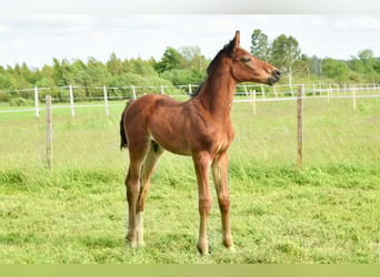 Oldenburg-International (OS), Stallion, , 16,2 hh, Brown