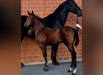 Oldenburg-International (OS), Stallion, Foal (06/2025), 16,2 hh, Brown