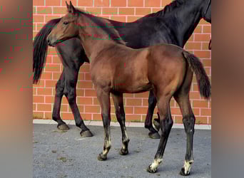 Oldenburg-International (OS), Stallion, Foal (06/2025), 16,2 hh, Brown