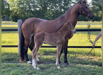 Oldenburg-International (OS), Stallion, , 16,2 hh, Brown