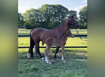 Oldenburg-International (OS), Stallion, , 16,2 hh, Brown