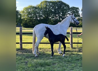 Oldenburg-International (OS), Stallion, , 16,2 hh, Can be white