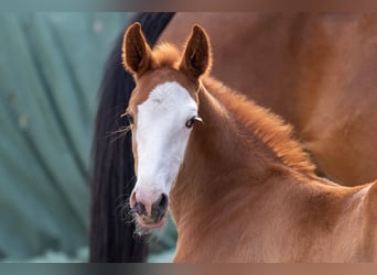 Oldenburg-International (OS), Stallion, , 16,2 hh, Chestnut-Red