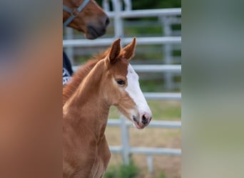 Oldenburg-International (OS), Stallion, , 16,2 hh, Chestnut-Red