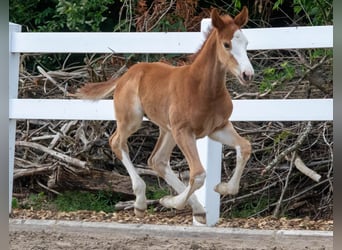 Oldenburg-International (OS), Stallion, , 16,2 hh, Chestnut-Red