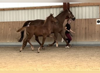 Oldenburg-International (OS), Stallion, Foal (05/2025), 16,2 hh, Chestnut-Red
