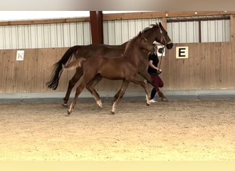 Oldenburg-International (OS), Stallion, Foal (05/2025), 16,2 hh, Chestnut-Red
