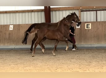 Oldenburg-International (OS), Stallion, Foal (05/2025), 16,2 hh, Chestnut-Red